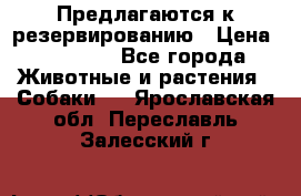 Предлагаются к резервированию › Цена ­ 16 000 - Все города Животные и растения » Собаки   . Ярославская обл.,Переславль-Залесский г.